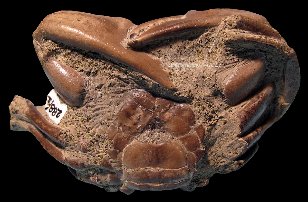 Pleolobites erinaceus